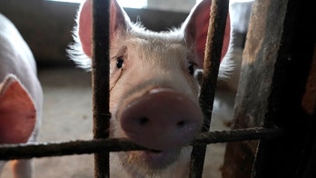 Swine flu strain with 'human pandemic potential' found in more Chinese pigs, scientists say