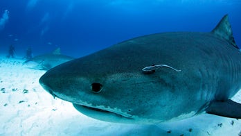 13-year-old fisherman reels in 844-pound tiger shark off coast of Texas