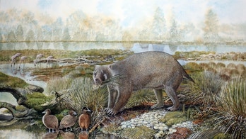 Prehistoric bear-sized marsupial once roamed Australia, scientists reveal