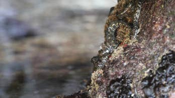 'Jack-of-all-trades' fish learned to walk on land because of its diet, study says