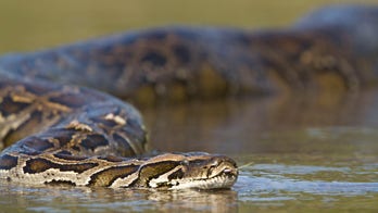 Florida officials consider suggesting Burmese snakes taking over Everglades be eaten