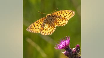 Photographer captures remarkable images of endangered butterfly flying off flower