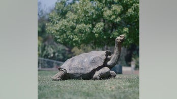Diego the tortoise, famous for saving species with his high sex drive, starts retirement