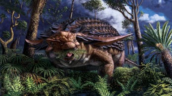 Incredible discovery shows 110M-year-old dinosaur's last meal preserved