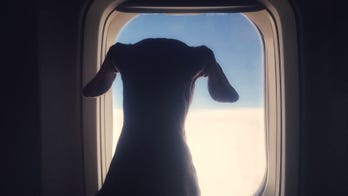 'All-pet private jet' to reunite animals stranded during coronavirus pandemic