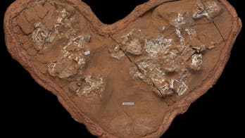 Early dinosaur eggs may have been 'soft like a turtle's,' study says