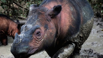 Animals and plants are going extinct at an 'unprecedented rate,' shocking study says