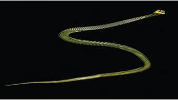 Mystery of how flying snakes move is solved by scientists