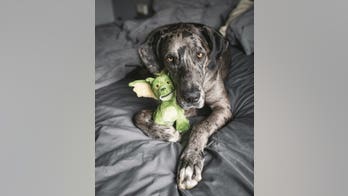 Dog goes viral after pictures show it being inseparable from stuffed toy