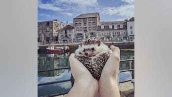 Hedgehog goes viral on Instagram after taking pictures at landmarks in England