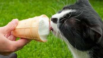 Pet owner accused of 'animal cruelty' for giving his cat ice cream in viral video