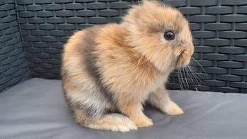 Bunny goes viral after being born without ears
