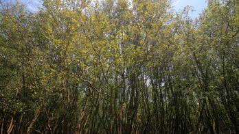 Sea level rise could wipe out mangrove forests by 2050, study says