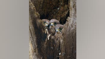 Picture shows rare kestrel chicks peeking their heads out of nest