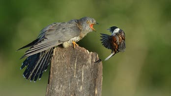 Funny photos show cuckoos fighting off smaller birds for space