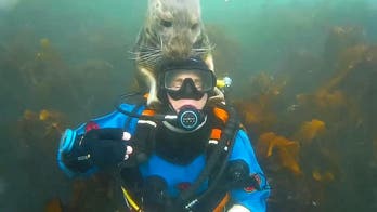 British diver photobombed after getting underwater cuddle from grey seal