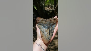 Ancient megalodon shark tooth as large as a human hand found in South Carolina