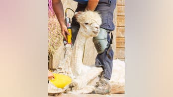 Viral pictures show chilled-out alpaca getting sheared during summer