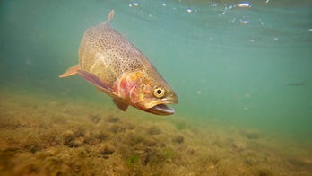10-year-old fisherman in Utah reels in massive catch
