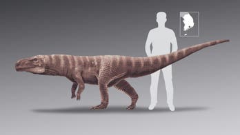 120M-year-old crocodile that walked on its hind legs like T. Rex discovered