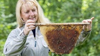 Devoted beekeeper risks her life every day despite deadly allergy