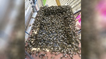 Massive bee hive found in newly bought house stolen: 'I’m absolutely heartbroken'