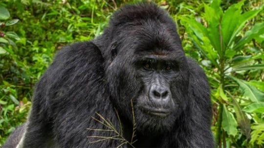 Popular Uganda mountain gorilla Rafiki killed by poachers