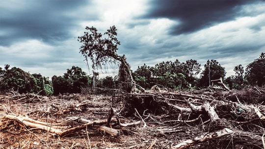 Destruction of tropical forests worldwide increased in 2019, study shows