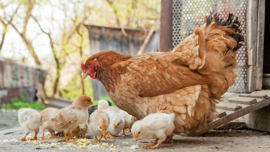 CDC tells public to not 'kiss or snuggle' chickens, ducks, backyard poultry amid salmonella outbreaks