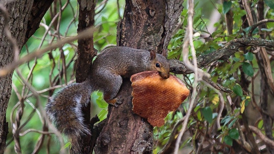 New Jersey 'pizza squirrel' unites Twitter: 'Nature is healing'