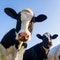 US dumped thousands of cows into Kansas landfill after mass heat wave deaths: report