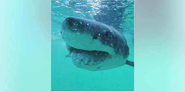 GoPro image of a great white shark off east Australian coast at Evans Head, New South Wales. (Credit: Richard Grainger/University of Sydney)