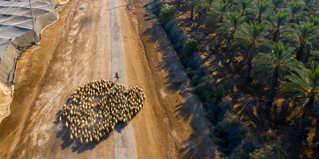 A Palestinian shepherd herds his flock next to the West Bank Jewish Settlement of Tomer in the Jordan Valley, Tuesday, June 30, 2020. Israeli Prime Minister Benjamin Netanyahu appears determined to carry out his pledge to begin annexing parts of the occupied West Bank, possibly as soon as Wednesday. (AP Photo/Oded Balilty)