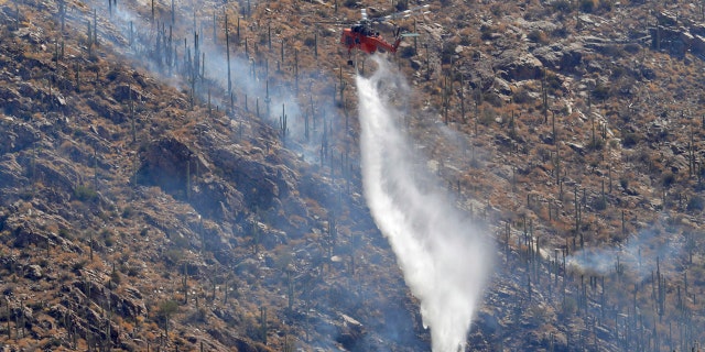 A Wildfire air attack crew douses saguaro cacti with water as they battle the Bighorn Fire, Friday, June 12, 2020, in Tucson, Ariz.