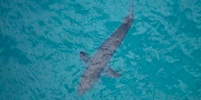 In this image made from aerial video, a shark swims along the coast of Kingscliff, New South Wales, Australia, Sunday, June 7, 2020.