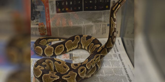 According to the DOA, these snakes may grow up to six feet in length and are native to Western and West-Central Africa.