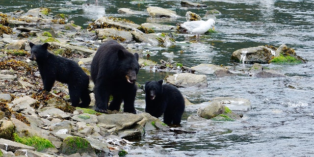 The new rule, announced this week by the National Park Service, would allow for the hunting of black bears – including sows and cubs – at their den sites.