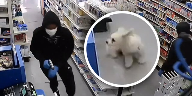 Video released by New York City police shows a small pooch yapping at three robbery suspects before they flee empty-handed.