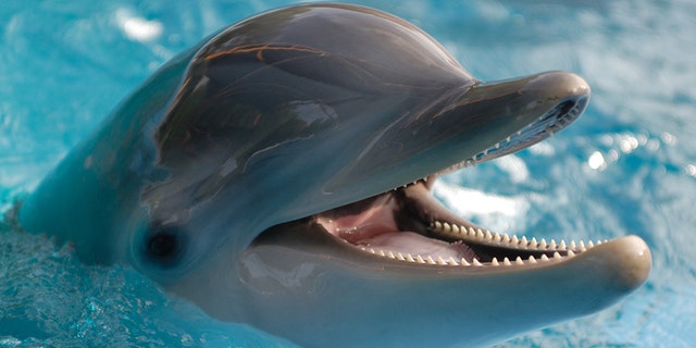 Dolphins have been observed rubbing against specific corals. 