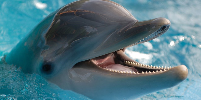 Dolphins were observed rubbing against specific corals.