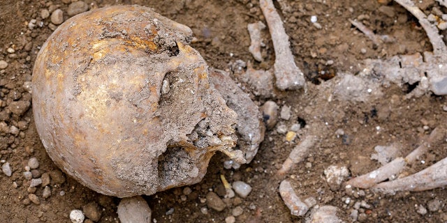 Some of the human remains uncovered during the excavation in Valladolid.