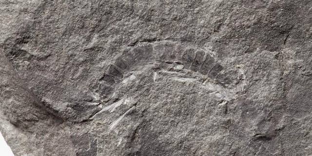 Scientists at The University of Texas at Austin found that the fossil millipede Kampecaris obanensis is 425 million years old, making it the oldest known bug.