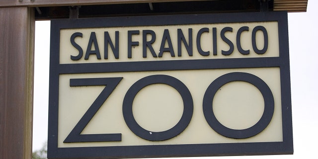 The San Francisco Zoo said Friday that findings suggest the deaths of two wallaroos and a red kangaroo were due to a "local wild carnivore."