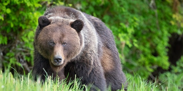 The National Park Service warned people how to behave safely around bears if they see them this summer. A brown bear is pictured. (iStock)