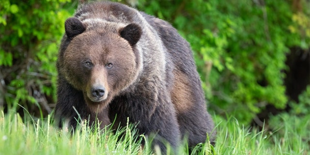The National Park Service warned people how to behave safely around bears if they see them this summer. A brown bear is pictured. (iStock)