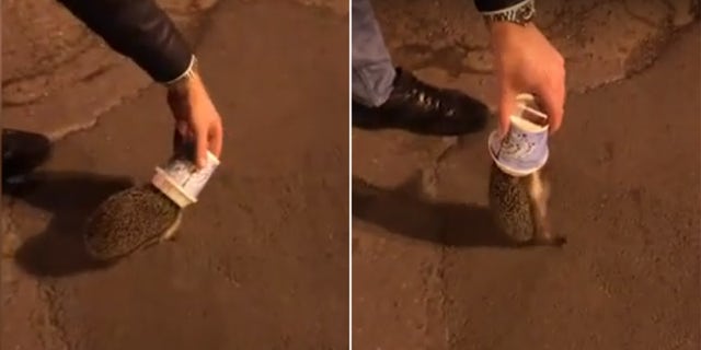In Novocherkassk, Russia, a woman named Yuliya Gribova and her friend observed yet another hedgehog stuck in yet another ice-cream cup.