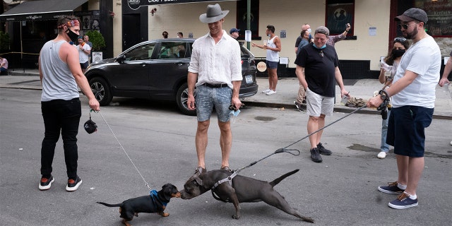 Dogs greet each other another nose-to-nose while people gather on a street in the Hell's Kitchen neighborhood of New York, Friday, May 29, 2020, during the coronavirus pandemic. The street has been blocked off from traffic to allow residents to gather in open spaces with some social distancing. (AP Photo/Mark Lennihan)