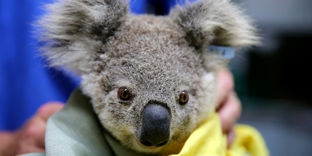 A koala named Pete from Pappinbarra at The Port Macquarie Koala Hospital on Nov. 29, 2019, in Port Macquarie, Australia.