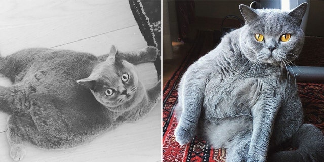 Though Pitoe was adopted into the good life four years ago, her story has just started going viral on social media when photos of her were posted to Reddit, Instagram and Twitter, along with her adorable backstory.