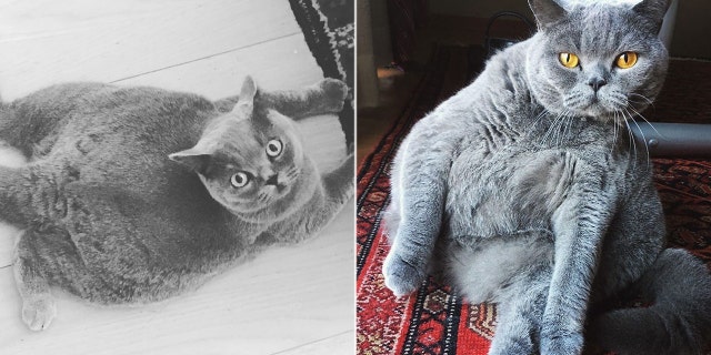 Though Pitoe was adopted into the good life four years ago, her story has just started going viral on social media when photos of her were posted to Reddit, Instagram and Twitter, along with her adorable backstory.